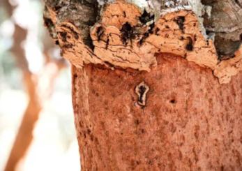 bolsa-corticeira-amorim